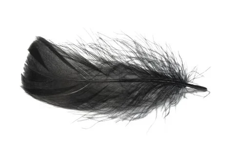 Single Black Feather on White Background. Stock Photos