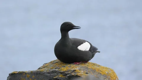 Single Black Guillemot Calling on a Mossy Rock in Iceland 4K Wildlife Footage Stock Footage 339799406