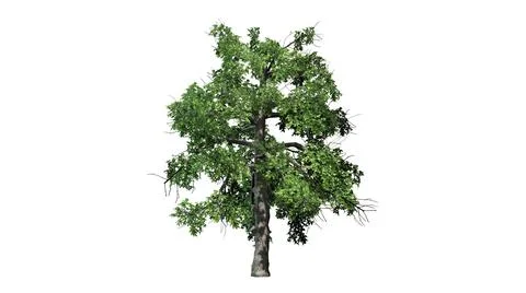 Single Black Gum tree - isolated on white background Stock Illustration