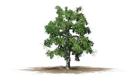 Single Black Gum tree on a sand area - isolated on white background Illustrazione stock