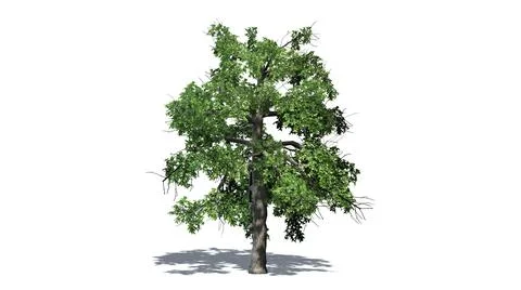 Single Black Gum tree with shadow on the floor Illustration