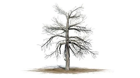 Single Black Gum tree in the winter on a sand area Stock Illustration