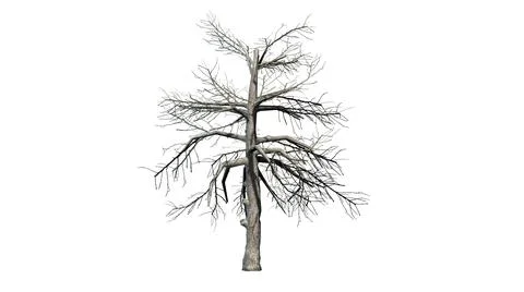 Single Black Gum tree in the winter - isolated on white background Stock Illustration