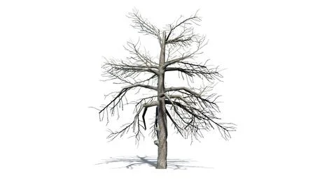 Single Black Gum tree in the winter with shadow on the floor Ilustração Stock