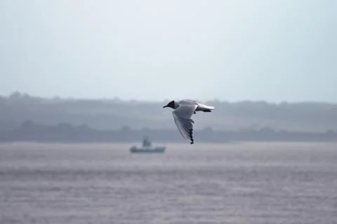 Single black-headed seagull in flight next to green boat on water Stock Photos
