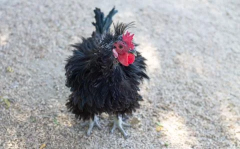 Single black hen looking at camera Stock Photos