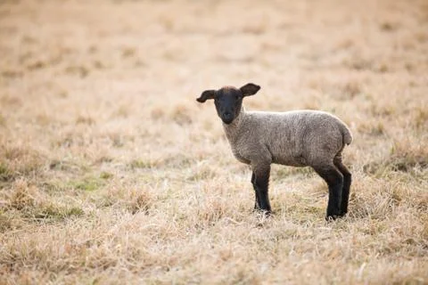 Single black lamb on pasture in spring Stock Photos