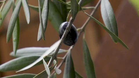 Single black olive swaying macro 4k 10bit 120fps Видео 334052806