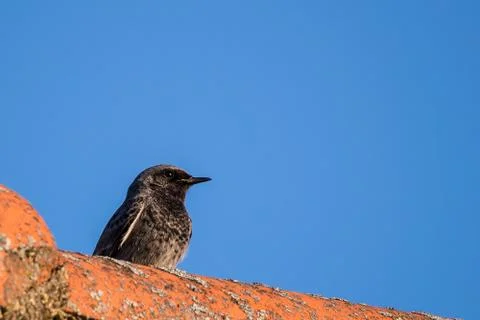 Single Black Redstart bird sits on old vintage roof Stock Photos