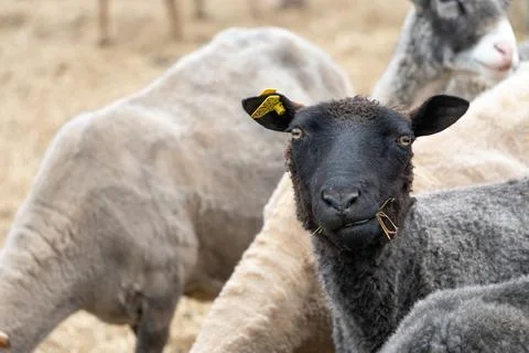 Single black sheep looking at the camera Stock Photos