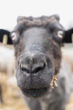 Single black sheep looking at the camera Stock Photos