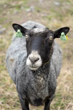 Single black sheep looking at the camera Stock Photos