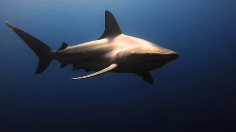 Single Black Tip Shark swims underwater with light rays Vídeos de archivo 116005297