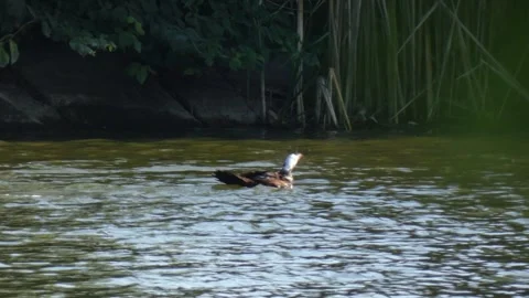 Single black white Muscovy duck swimming across forest river ripples Stock Footage 339711985