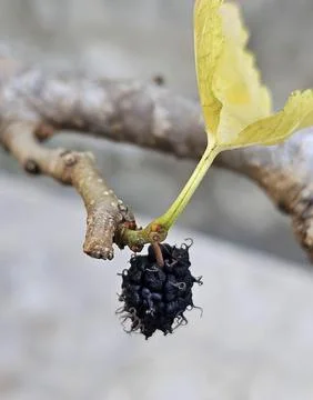 Single blackberry drying on the branch Stock Photos