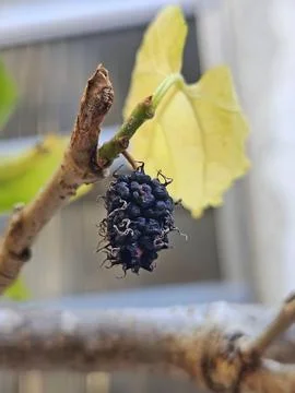 Single blackberry drying on the branch Stock Photos