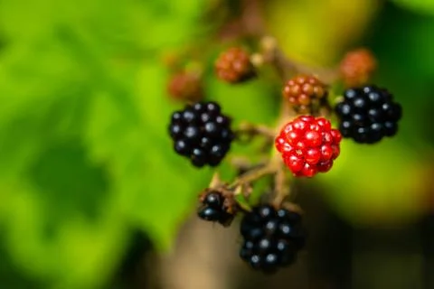 Single  blackberry is in focus Stock Photos