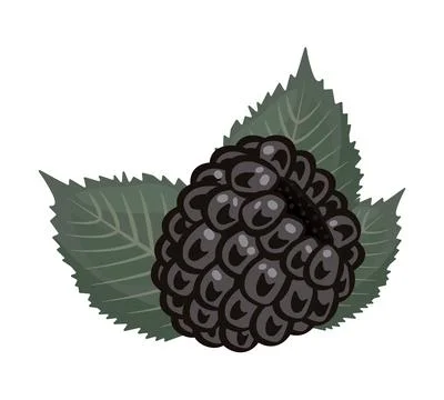 Single blackberry with leaves Stock Illustration
