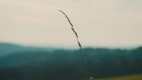 Single Blade of Grass blown arround by the Wind | HD Stock Footage 88465346