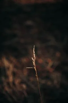 Single Blade Of Grass At Dusk Stock Photos