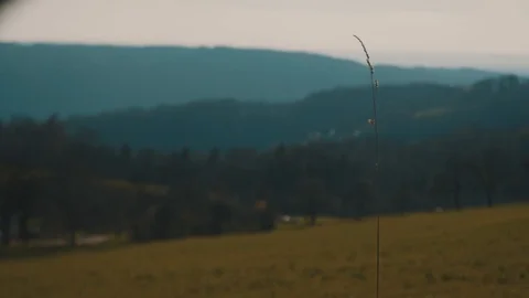 Single Blade of Grass with Tree in Foreground  HD Stock Footage 88463954
