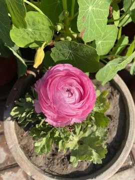 A single bloom holds the magic of an entire garden. Stock Photos