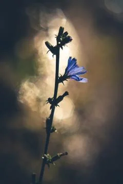 Single bloom lit by reflected light. Stock Photos