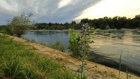 Single Bloom Overlooking Quiet River Current in Poetic Scene Stock Footage 328615677