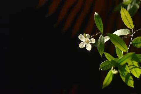 Single bloom on a slender branch Stock Photos