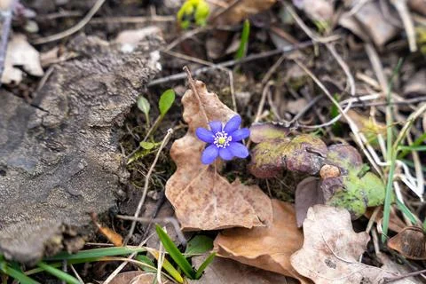 Single blooming blue common hepatica, liverwort, kidneywort, or pennywort Stock-Fotos