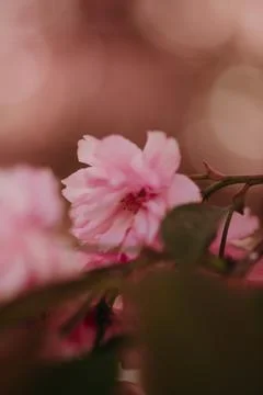Single blooming cherry flover on the branch of tree in park Stock Photos