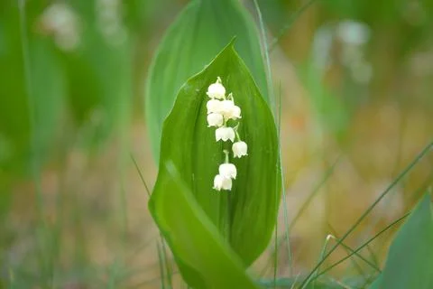 A single blooming lily of the valley with spring bokeh Stock Photos