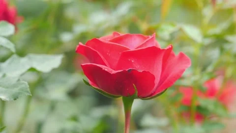 Single Blooming Red Rose with Green Background Stock Footage 303499556