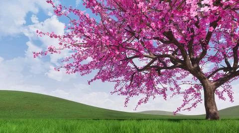 Single blooming sakura cherry tree on green grass Stock Illustration