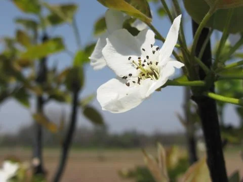 Single blossom of a pear tree in spring. Tuscany, Italy Stock Photos
