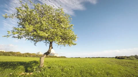 Single blossoming apple tree with clouds time lapse Stock Footage 49975333