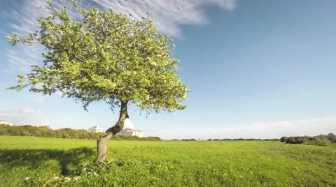 Single blossoming apple tree with clouds time lapse 4k Stock Footage 53202653