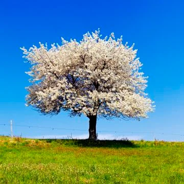 Single blossoming tree in spring. Stock Photos