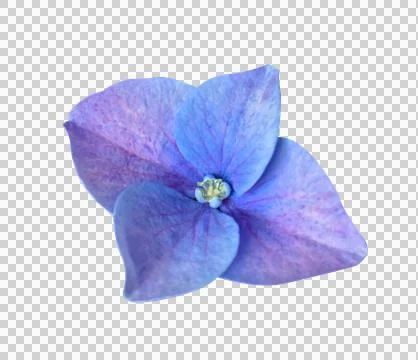 Single Blue and Purple Hydrangea Flower Isolated on White Background with c.. Stock Photos