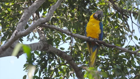 Single Blue-and-yellow Macaw parrot endangered threatened rainforest Stock Footage 286434919