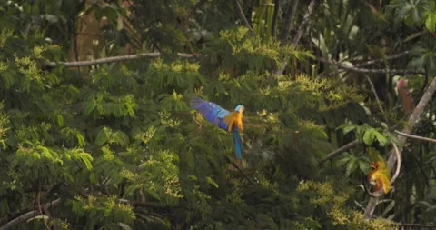 Single Blue and Yellow Macaw comes flying in flapping its wings to land on a Stock Footage 300684850