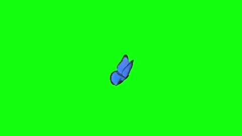Single Blue Butterfly Flying Animation on Green Screen Chroma Key Stock-Footage 336713549