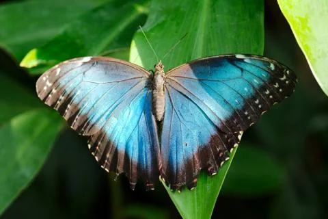 Single blue butterfly 写真素材