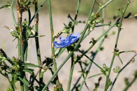 A Single Blue Chicory Bloom Stock Photos
