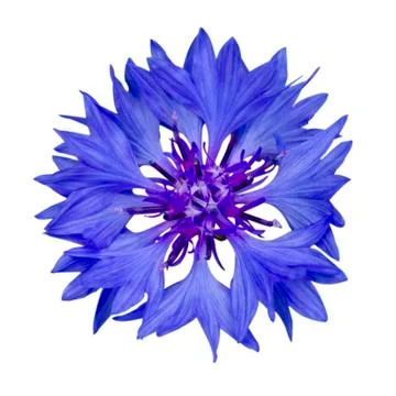 Single Blue Cornflower - Blue Centaurea cyanus Isolated on White Background Stock Photos