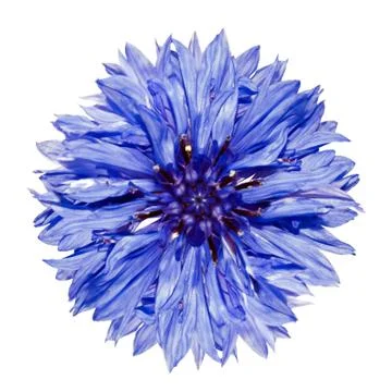 Single Blue Cornflower - Centaurea cyanus Isolated on White Stock Photos