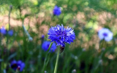 A single blue cornflower in partial shade against a background of other cor.. Stock Photos