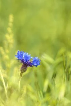 Single blue cornflower in spring Stock Photos