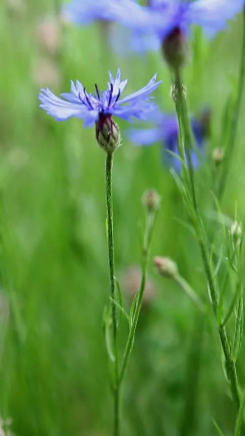 Single blue cornflower standing tall among blurred green background Stock Footage 311510766