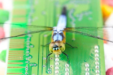 Single blue dragonfly on ram Stock Photos